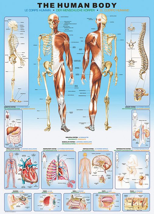 Puzzle Eurographics 1000 pieces: the Human body 6000-1000