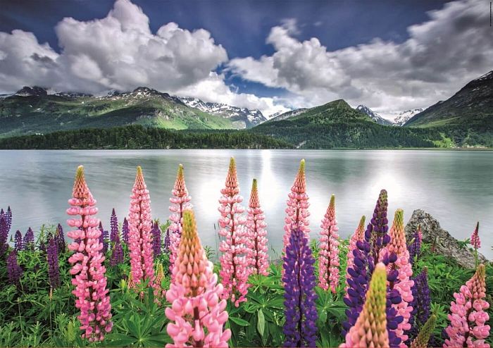 Educa puzzle 1500 details: Lupines on the shore of Lake Siels, Switzerland 19271