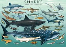 Eurographics 1000 pieces Puzzle: Sharks