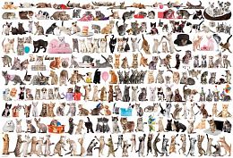 Jigsaw puzzle Eurographics 2000 details: the World of cats