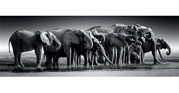 Clementoni 1000 Piece Puzzle: A Herd of Elephants