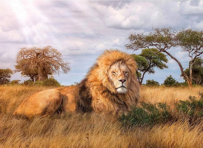 Puzzle Clementoni 1000 items: lion-king of beasts 39479
