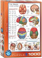 Puzzle Eurographics 1000 parts: the Brain