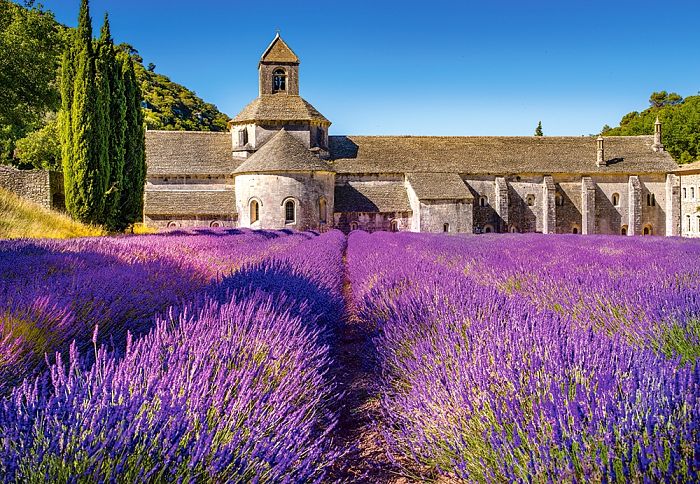 Puzzle Castorland 1000 pieces: Lavender field in Provence C-104284