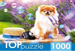 TOP Puzzle 1000 pieces: Pomeranian in the garden