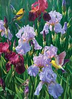 Cobble Hill 1000 Pieces Puzzle: Purple Irises