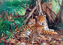 Puzzle 3000 Castorland details: Jaguars in the jungle