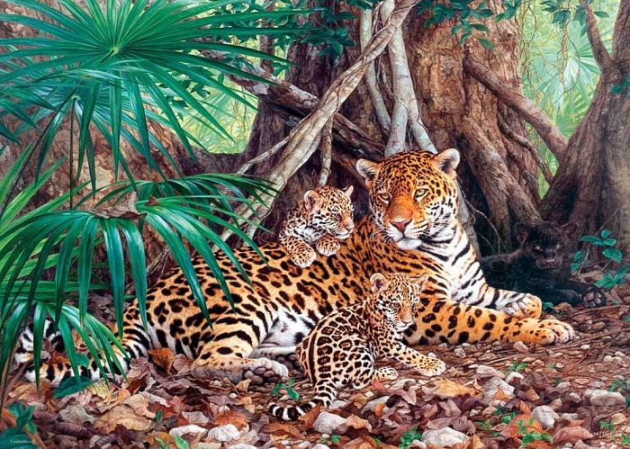 Puzzle 3000 Castorland details: Jaguars in the jungle C-300280
