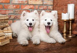 Castorland 1000 Pieces Puzzle: Samoyed Puppies