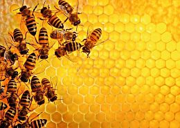 Ravensburger Puzzle 1000 pieces: Bees