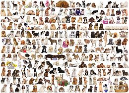 Puzzle Eurographics 1000 pieces: the World of dogs