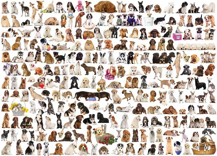Puzzle Eurographics 1000 pieces: the World of dogs 6000-0581