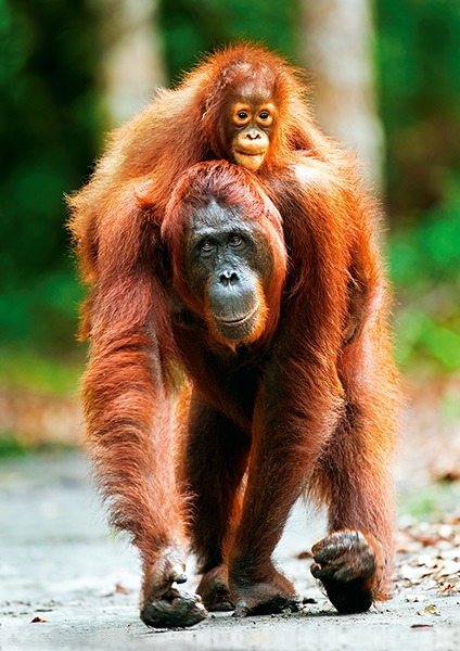 Puzzle Trefl 1000 items: Orangutan, Indonesia. Nature TR10514