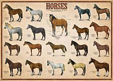 Eurographics 1000 pieces Puzzle: Horses