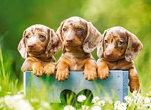 Castorland 100 Pieces Puzzle: Dachshund Puppies