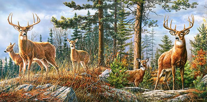Castorland 4000 pieces puzzle: Deer in the forest С-400317