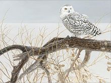 Puzzle Cobble Hill 500 pieces: White owl on the willow