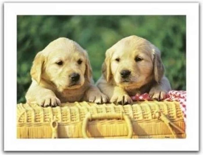Puzzle Pintoo 300 parts: Puppies in the basket Н1004
