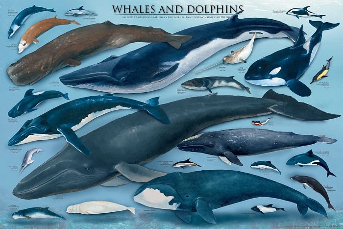 Eurographics 1000 pieces puzzle: Whales and Dolphins 6000-0082