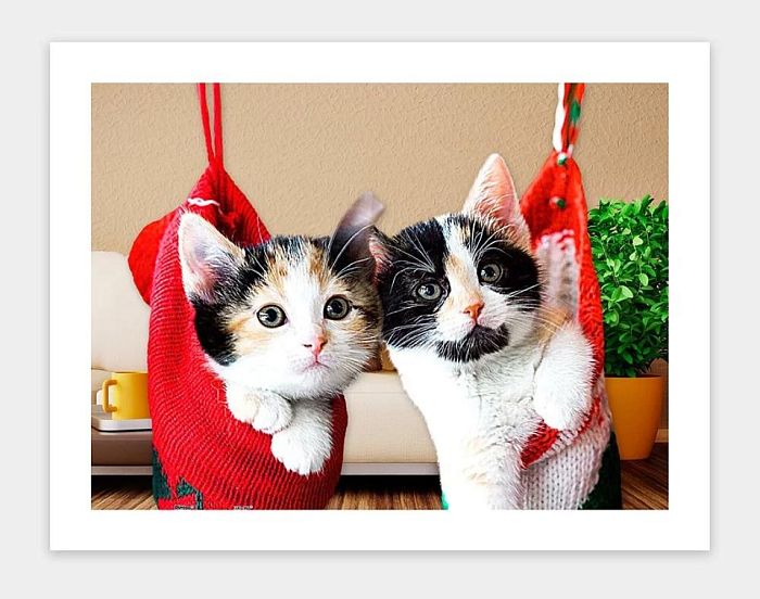 Puzzle Pintoo 300 detail: Kittens in a sock Н1387