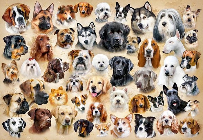 Castorland puzzle 1500 details: Dog breeds, collage C-151943