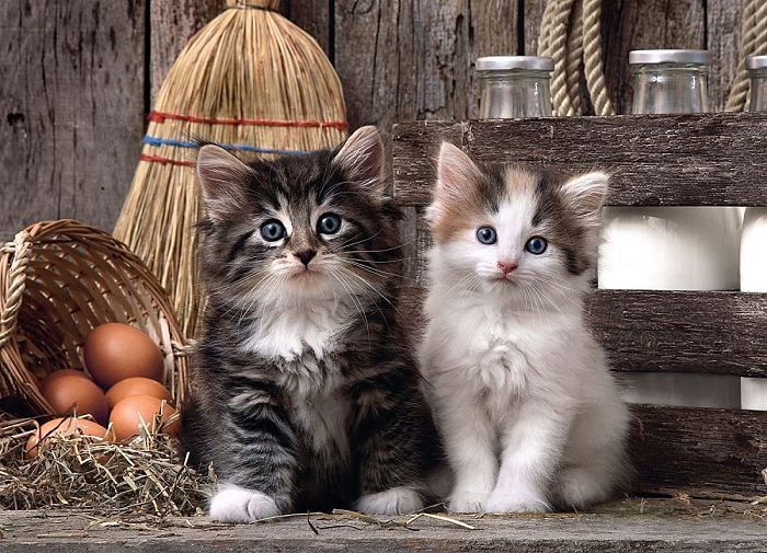 Puzzle Clementoni 1000 details: Country kittens 39340
