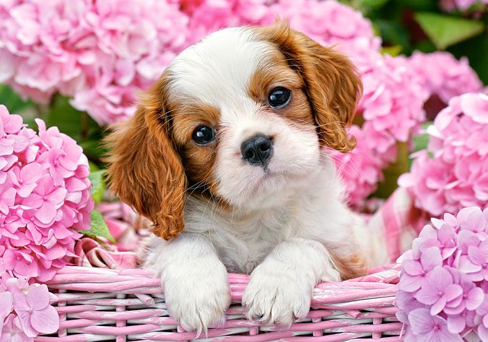 Puzzle Castorland 500 items: Puppy in flowers B-52233