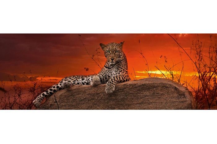 Puzzle Heye panorama 2000 details: Leopard at sunrise 29608