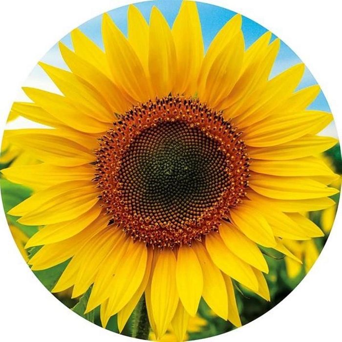Educa Puzzle 800 pieces: Sunflower 19034