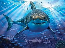 Prime 3D puzzle 500 items: Great white shark